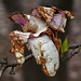 Dying Magnolia Blossom