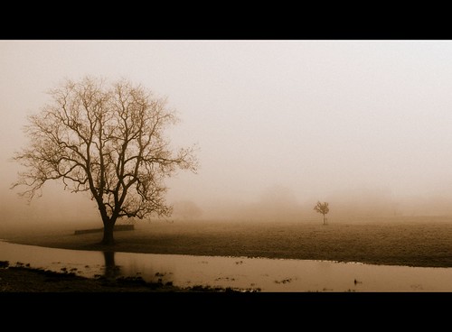 trees fog river flickr cumbria eden carlisle rickerbypark smarthair