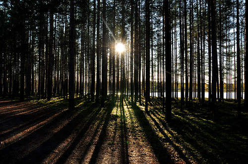 autumn fall forest sweden path skog stig höst luleå norrbotten nikond90 bergnäset höträsket nikkorafsdx18105mmf3556gedvr ginordicfeb12 44thforestfinestcontest
