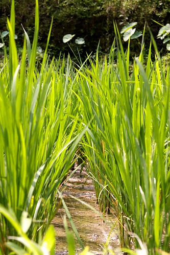 bali plant green field grass closeup indonesia rice paddy plantation upward antview