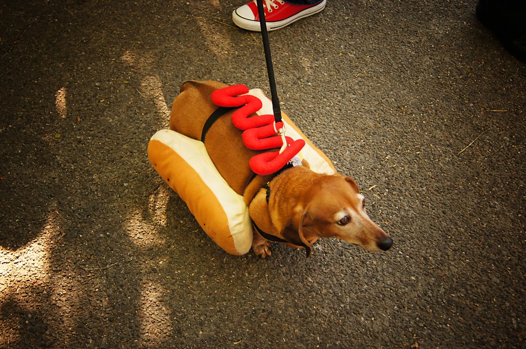 Weiner Dog, Halloween Dog Parade, Tompkins Square Park 2011 - East Village, New York City 3