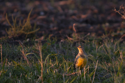 bird ave meadowlark easternmeadowlark praderocomún