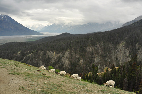mountain sheep whitehorse kluane