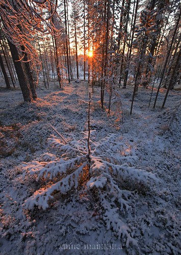 sunset snow forest talvi metsä shamanism auringonlasku aurinko ensilumi flickraward luomi finnishculture shamanismi ikithule tapionpöytä firssnow
