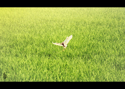 green bird nature field rice paddy farm grain sunny kerala alleppy alappuzha benjacob