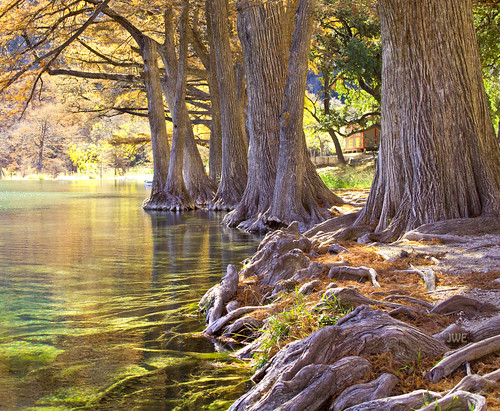 tree love nature water beautiful river cypress flickrunitedaward