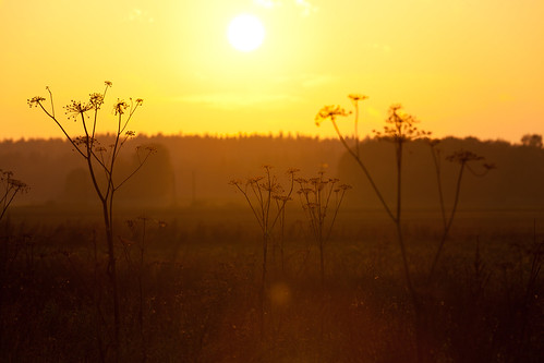 autumn sunset field keck queenanneslace cowparsley anthriscussylvestris wildchervil 365project wildbeakedparsley canoneos5dmarkii canonef70200mmf28lisiiusm