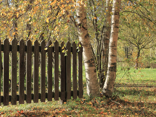 autumn fence finland birch birchtrees