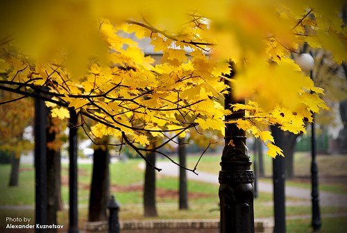 autumn trees leaves yellow outdoors foliage belarus maples minsk lampposts осень желтый минск d90 беларусь деревья клен листва фонари nikond90 afs24120mmf4gedvr