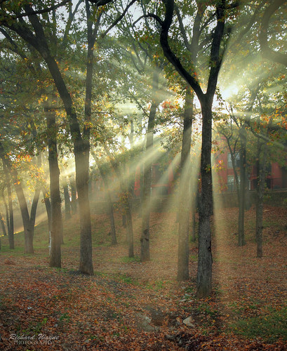 morning sunlight beauty fog landscape hdr 2011