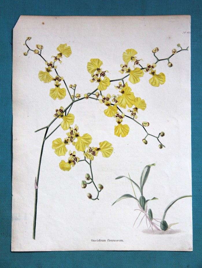 orchidprint