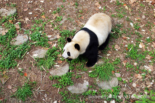 Pandas in Chengdu China 3