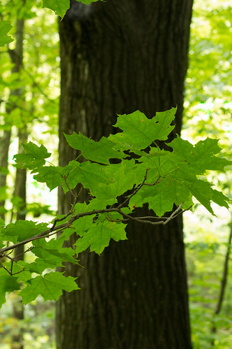 ohio summer tree landscape leaf outdoor environment gorge kingsley naturepreserve flowersplants blackhand swamidoss kswamidoss blackhandnaturepreserve