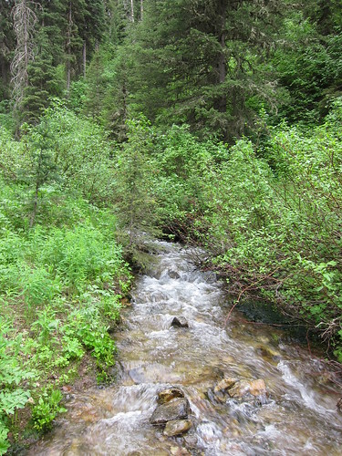 stream, creek, water, mountains, tetons IMG_6879