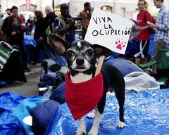 Occupy Wall Street Dogs Animals Chihuahua Pets 2011