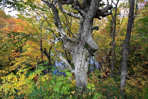 autumn tree nature canon landscape eos canonef1635mmf28lusm mygearandme chibitomu
