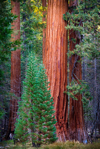 california trees two tree nationalpark grove yosemite tall redwood sierranevada mariposa wawona sequoiadendron giganteum
