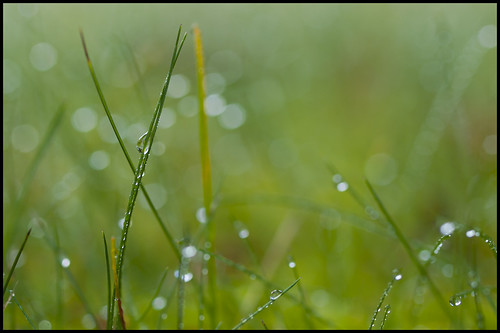 canada green grass rain bc bokeh britishcolumbia lawn burnaby raindrops zd 50mmmacro20 50mmmacrof20 olympuse3 deerlakeavenue