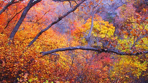 autumn leaves season utah canyon bountiful daviscounty aubreyguynn