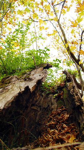 autumn tree woods crackedopen sonyalphadslra230