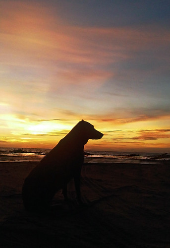 sunset dog beach sunshine la blackberry venezuela playa can perro margarita 9700 caracola bold porlamar amanececer jdvolcan jdvolcangmailcom