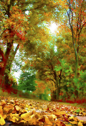 autumn color fall canon pov pathway fallenleaves canoneosdigitalrebelxsi jackaloha2 photoshopcs5 artistoftheyearlevel2