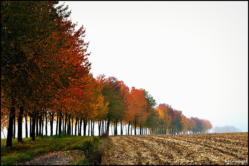 autumn trees nature automne landscape nikon couleurs herbst arbres alsace paysage feuilles d90