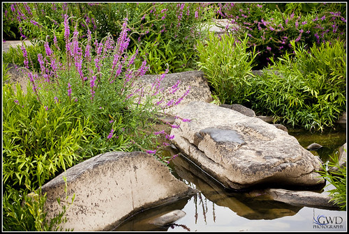 summer plant flower nature water rock creek canon river outdoors eos stream purple pennsylvania pa oasis lancaster 5d falmouth susquehanna markii 100400