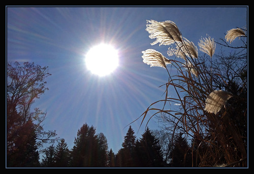 sun apple nature grass seasons heavens ornamentalgrass appleiphone bbng