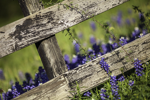 flowers blue nature fence photography march countryside photo wooden spring texas image nopeople photograph 100 wildflowers hillcountry f28 bluebonnets 2012 fineartphotography 200mm chappellhill texashillcountry colorimage washingtoncounty diagonallines commercialphotography editorialphotography ef200mmf28liiusm intimatelandscape houstonphotographer ¹⁄₃₂₀₀sec mabrycampbell march242012 201203246351