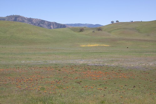 california flowers views