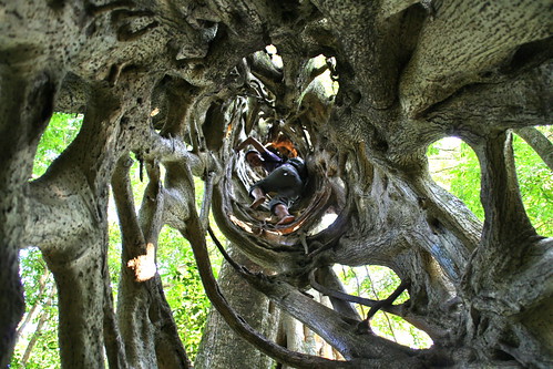 tree climb costarica fig climbing santaelena hollow treetop stranglerfig sigma18200