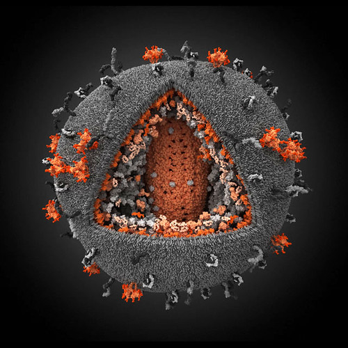 HIV via flickr user: Microbe World