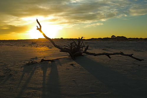 sunset beach georgia driftwood