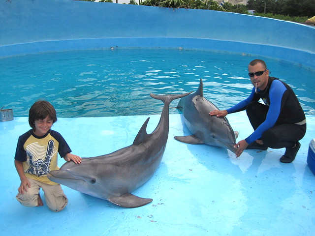 dolphin bonding at national aquarium in havana cuba