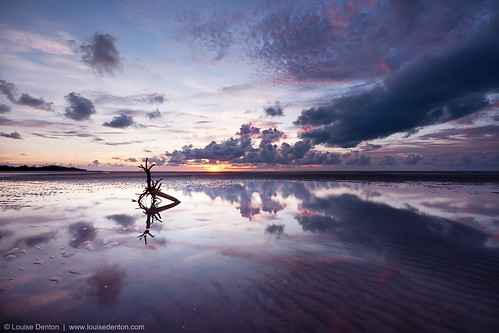 trees sunset colour beach reflections photography coast australia darwin driftwood louisedenton