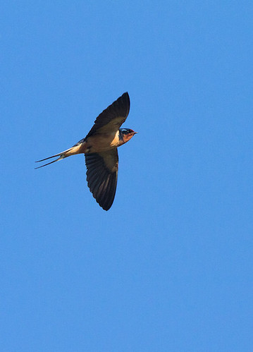 bird colorado barnswallow hirundorustica