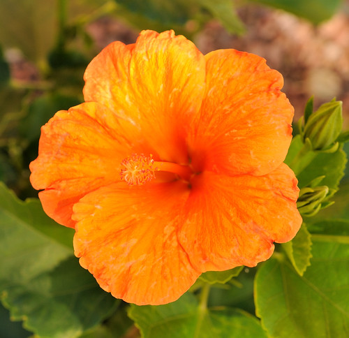 arizona usa flower nikon digitalphotography orangehibiscus nikond3 afmicronikkor60mmf28dlens