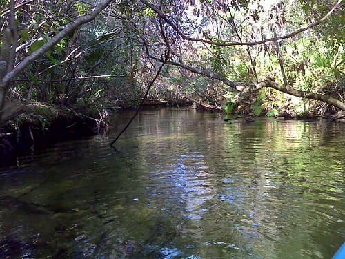 fall creek stream florida canoe springs kayaking canopy paddling ocalanationalforest junipersprings kayakrun