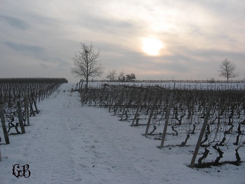 winter sunset snow vineyards