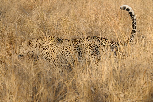 africa animal cat southafrica mammal leopard