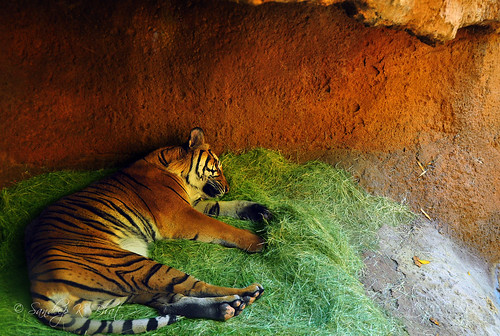 sleeping wild grass cat zoo nikon sandiego stripes tiger den rest cave bengal tigris panthera sdzoo d90 sleepingtiger