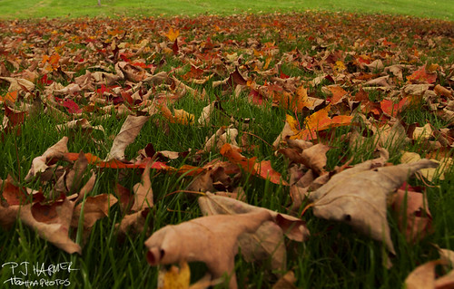 autumn ny fall colors october upstateny 12of12 delawarecountynewyork october201112of12