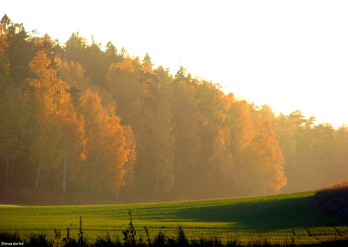 autumn trees sunset mist nature colors forest island october stockholm silhouettes gålö abigfave canons5is natureselegantshots saariysqualitypictures denesg1 thebestofmimamorsgroups fleursetpaysages flickr´sportal lélitedespaysagesfleuretpaysages