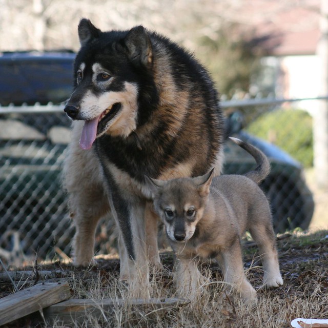 Chakotay and Timber, Father and Son Wolf-dogs - IMG_2703 -… | Flickr ...