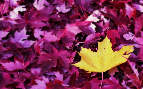 autumn fall leaves yellow leaf maple purple maroon background lonely nampa lakelowell dfav canyoncounty