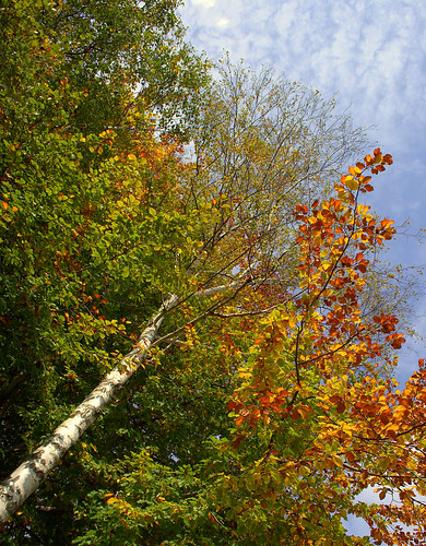 foglie alberi canon nuvole pov natura autunno colori montagna luce paesaggio pdc prospettiva stagione canon400d “flickraward” uniqueaward flickrunitedaward claudio61 musictomyeyeslevel1