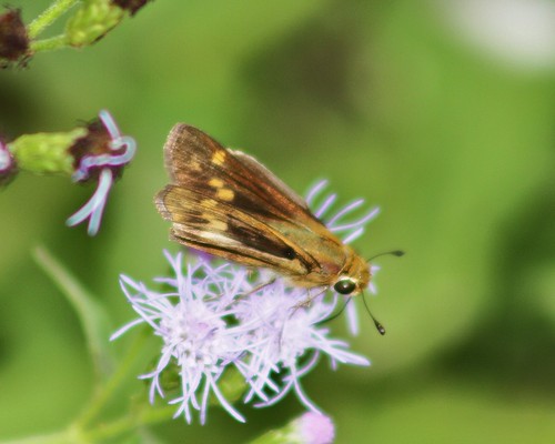 grande state tx skipper lepidoptera park” sachem llano weslaco atalopedescampestris county” grande” “estero “hidalgo