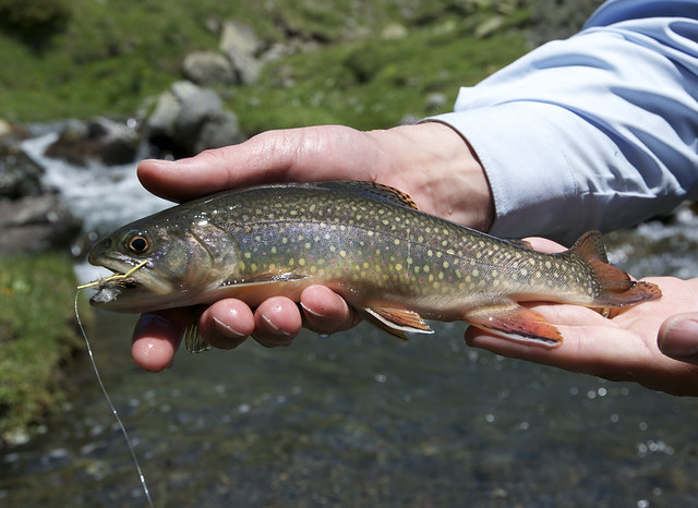 Fishing for Brook Trout (non-native)