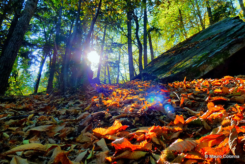 light color green nature landscape switzerland autumns